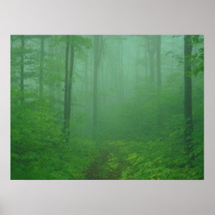 Foggy Forest Poster