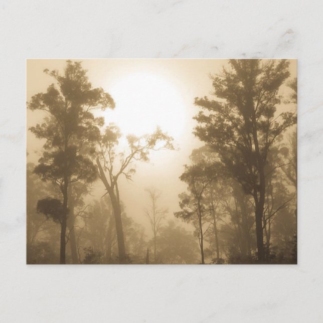 Foggy Forest Sepia - Postcard (Front)