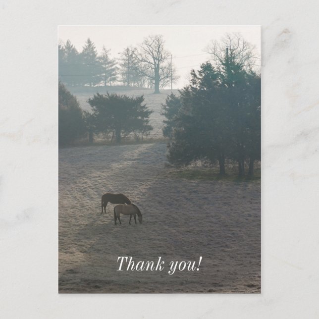 Foggy Grazing Postcard (Front)