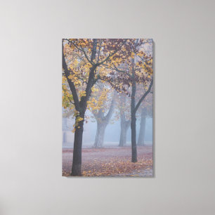Foggy Morning in Cathedral park Canvas Print