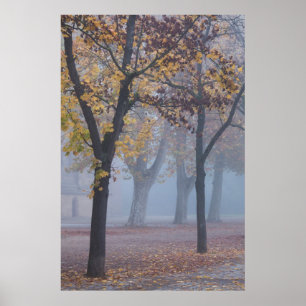 Foggy Morning in Cathedral park Poster