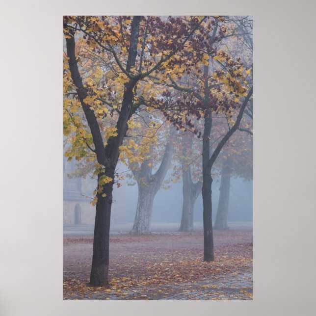 Foggy Morning in Cathedral park Poster (Front)