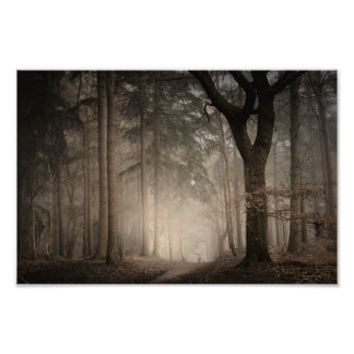 Foggy Morning Rushmere Country Park (0851)  Photo Print
