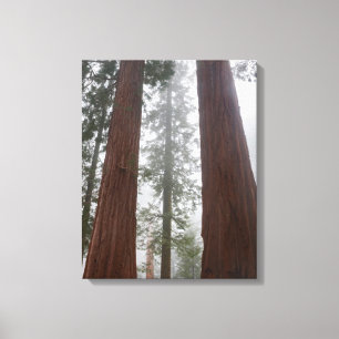 Foggy Morning & Spring Snow Under Giant Sequoia Canvas Print