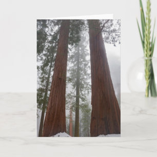 Foggy Morning & Spring Snow Under Giant Sequoia Card