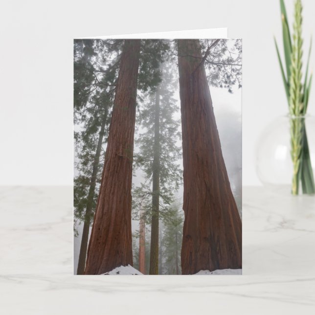 Foggy Morning & Spring Snow Under Giant Sequoia Card (Front)