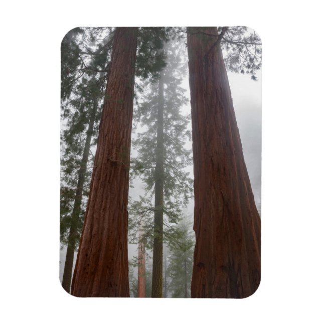 Foggy Morning & Spring Snow Under Giant Sequoia Magnet (Vertical)