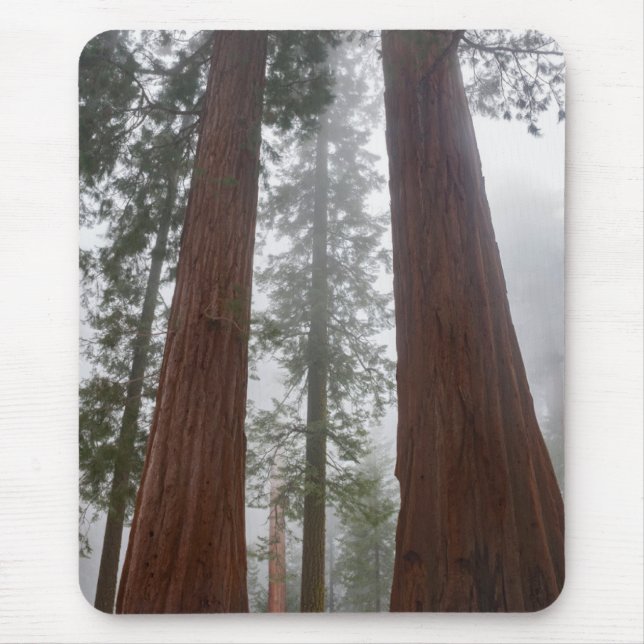 Foggy Morning & Spring Snow Under Giant Sequoia Mouse Mat (Front)