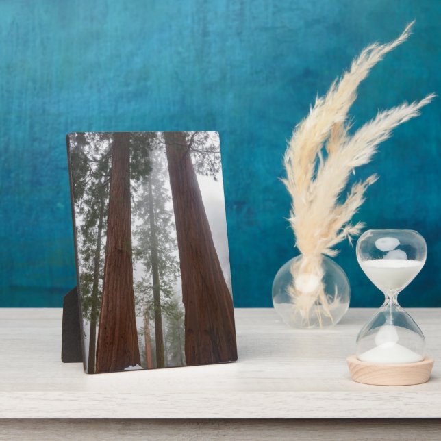 Foggy Morning & Spring Snow Under Giant Sequoia Plaque (Side)