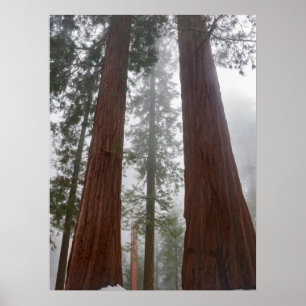 Foggy Morning & Spring Snow Under Giant Sequoia Poster