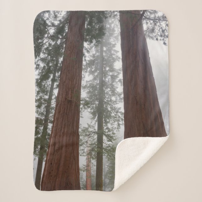 Foggy Morning & Spring Snow Under Giant Sequoia Sherpa Blanket (Front)