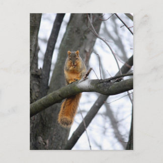 Foggy Morning Squirrel Postcard