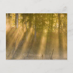 Foggy Sunrise at  Tamarac NWR near Detroit Lakes Postcard