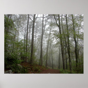 Foggy Trail in the Spring Forest Poster