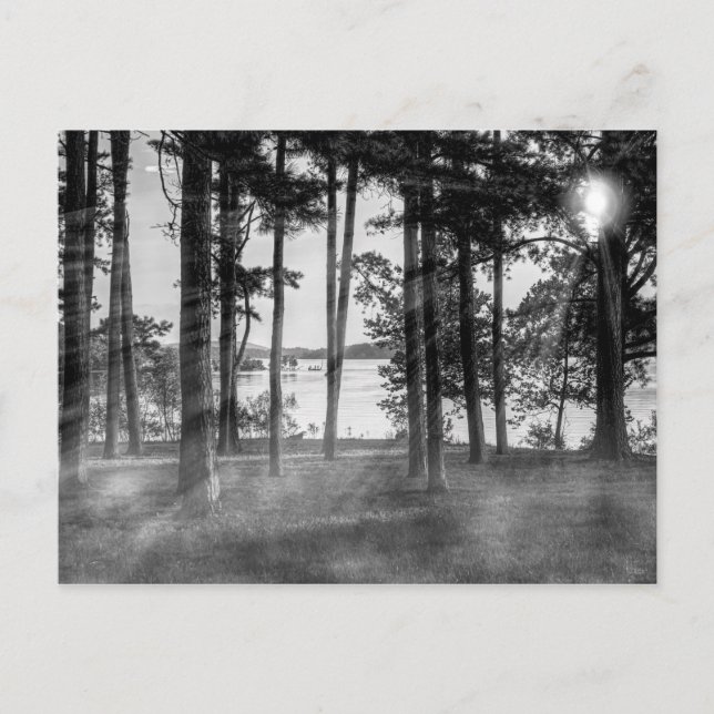 Foggy Trees At Table Rock Grayscale Postcard (Front)