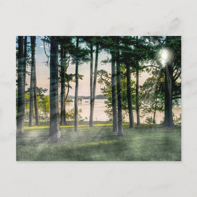 Foggy Trees At Table Rock Postcard (Front)