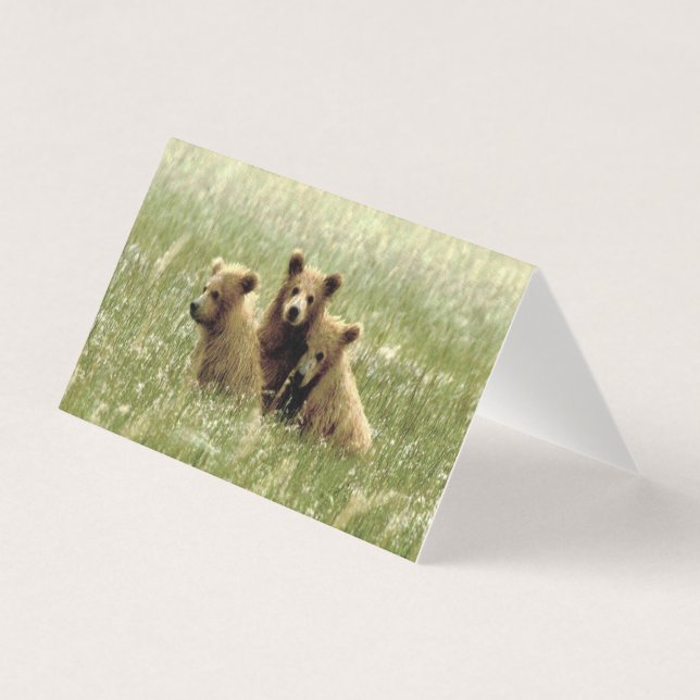 Folded blank note card of grizzly bear & cubs (Front)