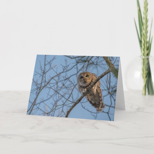 Folded Blank Notecard of a Barred Owl (Front)