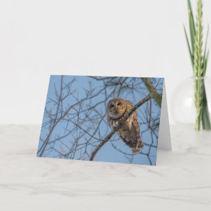 Folded Blank Notecard of a Barred Owl