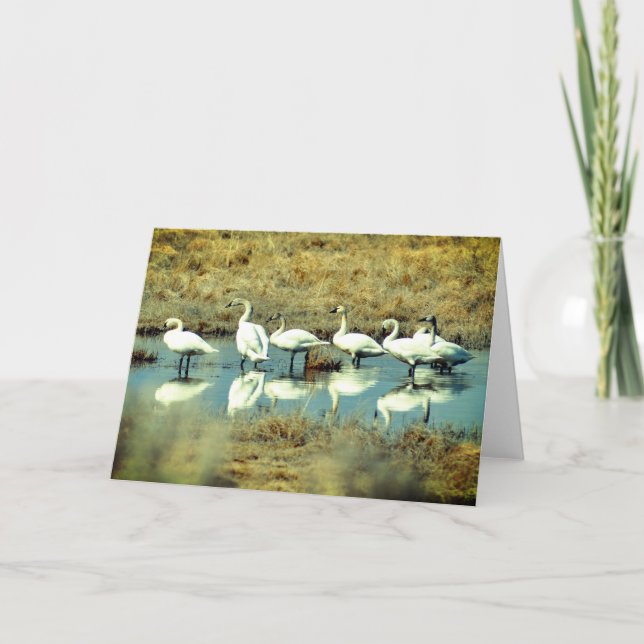 Folded Greeting Card with photo of swans (Front)