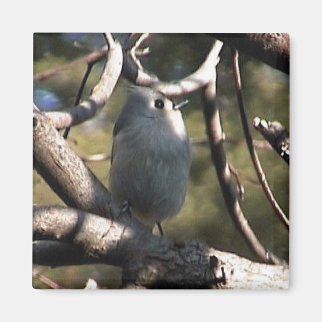 folder zazz 1 012 magnet (Front)