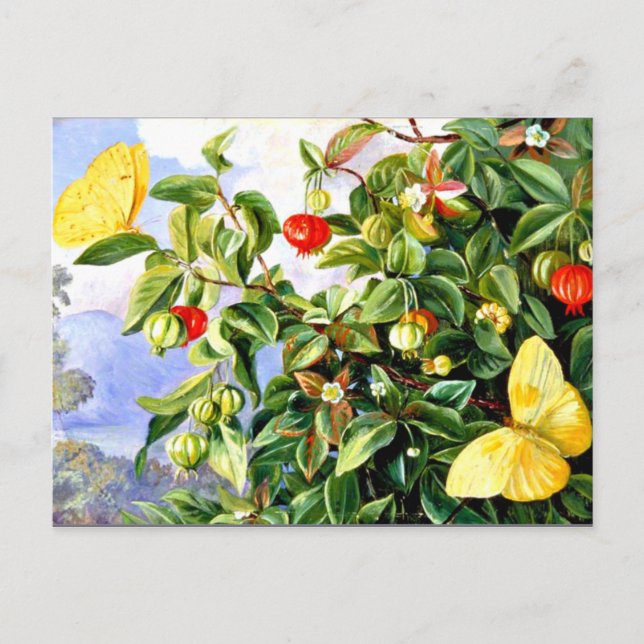 Foliage, Flowers and Fruit of the Pitanga-Jamaica Postcard (Front)