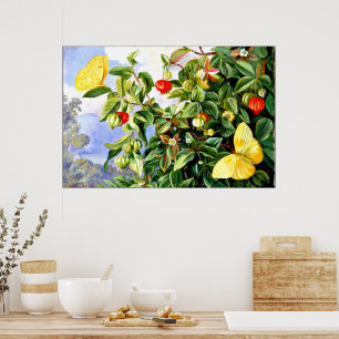 Foliage, Flowers and Fruit of the Pitanga, Jamaica Poster