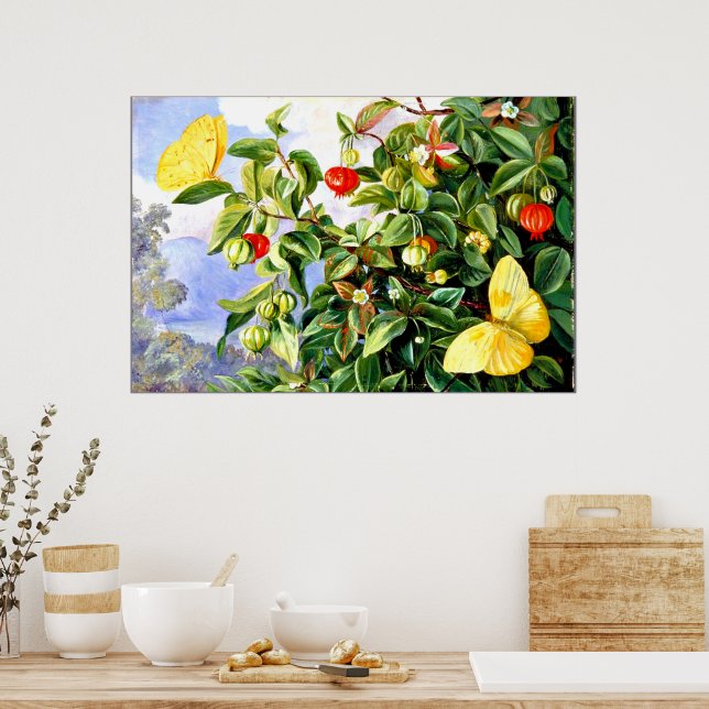 Foliage, Flowers and Fruit of the Pitanga, Jamaica Poster (Kitchen)