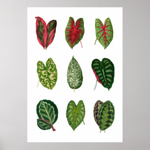 Foliage Poster