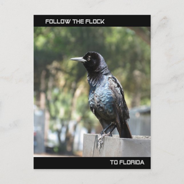 Follow the Flock Post Card Florida (Front)