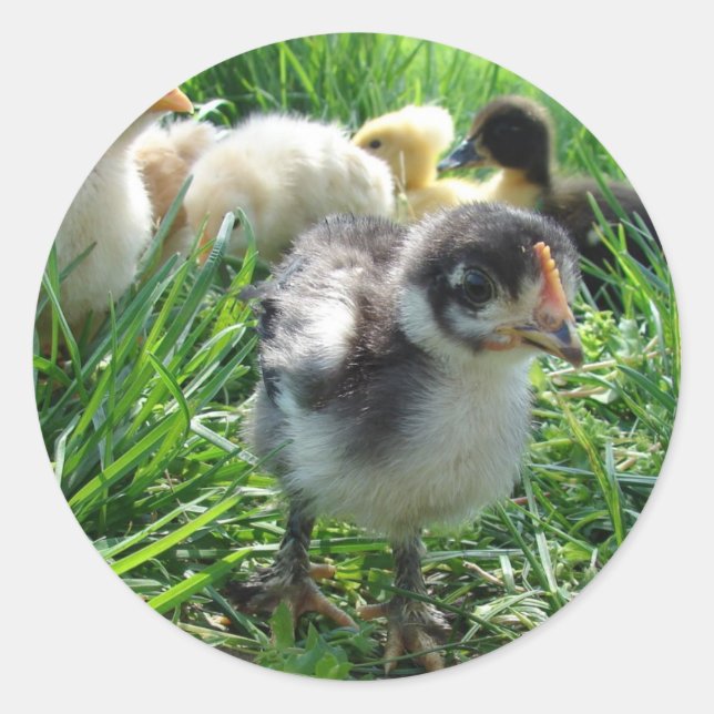 Follow The Leader Classic Round Sticker (Front)