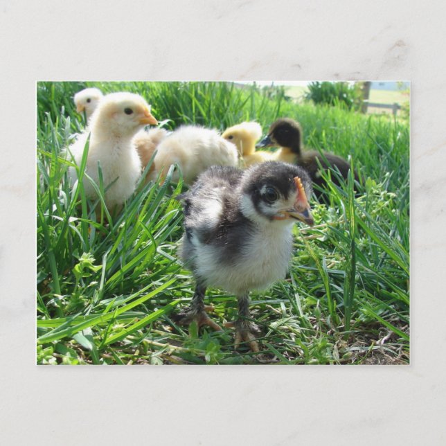 Follow The Leader Postcard (Front)