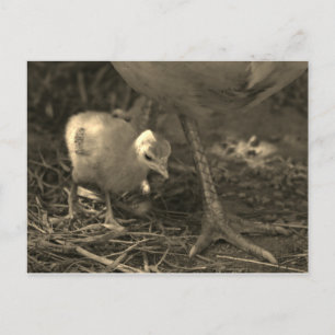 Following in Mom's Footsteps - Postcard