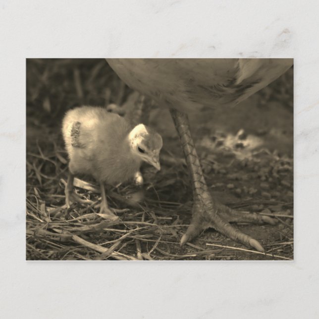 Following in Mom's Footsteps - Postcard (Front)