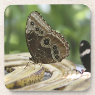 Food for Butterflies Coaster