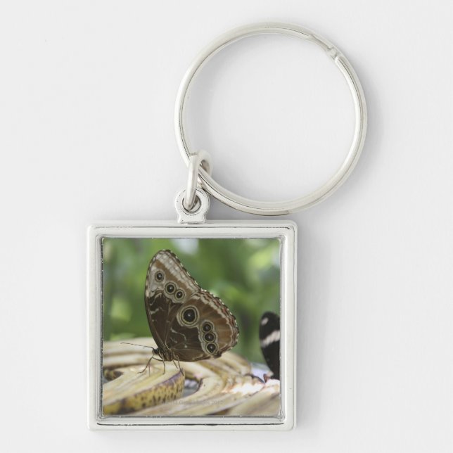 Food for Butterflies Key Ring (Front)