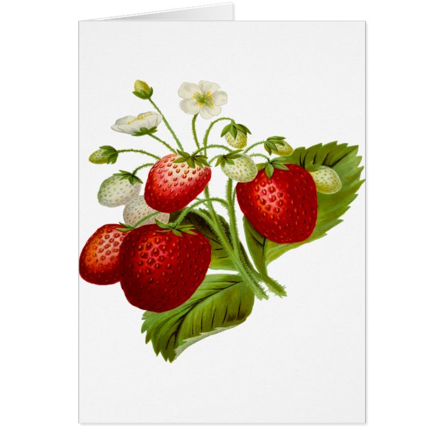 Food fruit leaf leafy leaves (Front)
