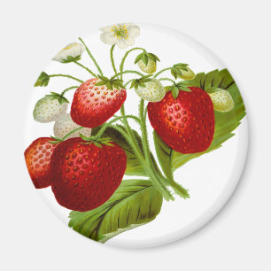Food fruit leaf leafy leaves magnet