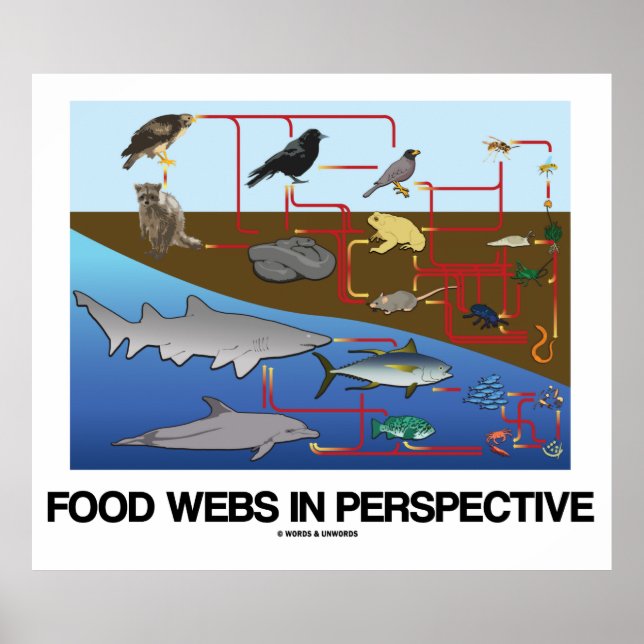 Food Webs In Perspective (Ocean / Land Biology) Poster (Front)