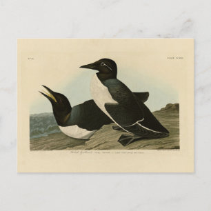 Foolish Guillemot from Audubon's Birds of America Postcard