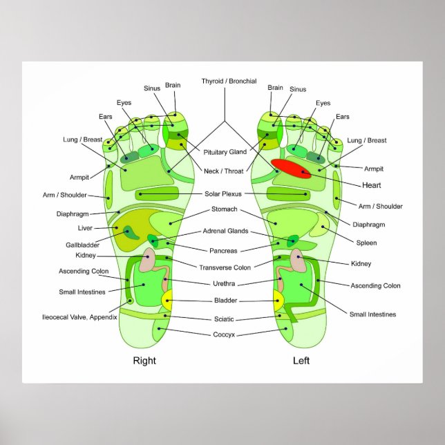 Foot Acupressure Diagram Poster (Front)