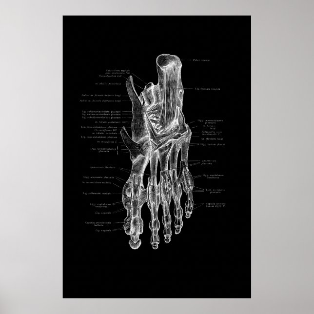 Foot Anatomy Medical Poster 24x36" (Front)