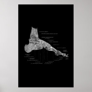Foot Anatomy Medical Poster 24x36"