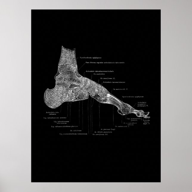 Foot Anatomy Podiatrist Gift Medical Wall Decor (Front)
