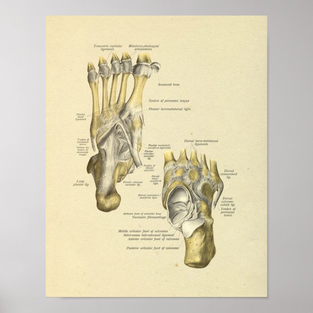 Foot Ankle Anatomy Bones Joints Print (Front)