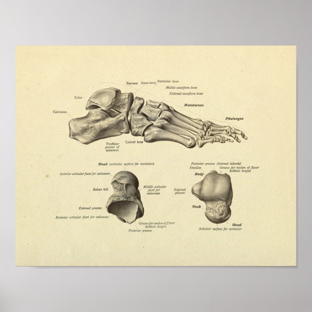 Foot Ankle Anatomy Bones Print (Front)