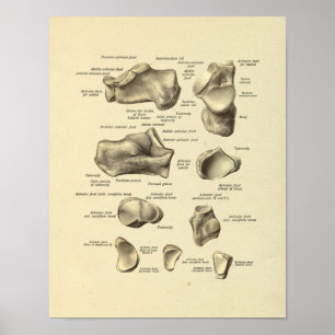 Foot Ankle Anatomy Tarsal Bones Print