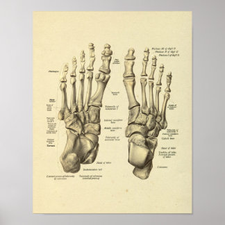 Foot Ankle Anatomy Tarsal Bones Print