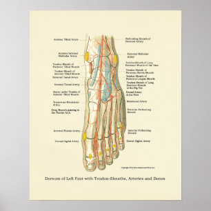 Foot & Ankle Internal Anatomy Poster