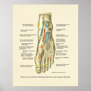 Foot & Ankle Internal Anatomy Poster
